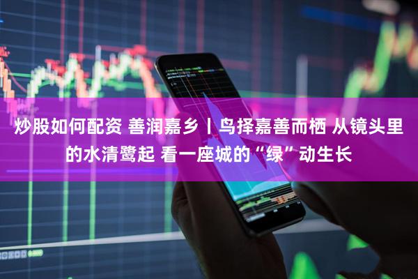 炒股如何配资 善润嘉乡丨鸟择嘉善而栖 从镜头里的水清鹭起 看一座城的“绿”动生长